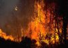 Fossils reveal ancient shrublands in fiery landscape