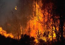 Fossils reveal ancient shrublands in fiery landscape