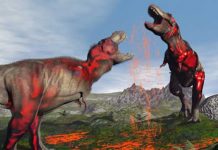 Mammal diversity exploded immediately after dinosaur extinction