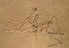 New Study Shows Surprising Path of Bird Evolution