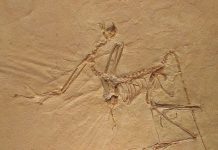 New Study Shows Surprising Path of Bird Evolution