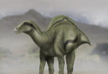 New species of ‘sail-backed’ dinosaur found in Spain