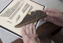 North America’s newest pterosaur is a Texan