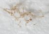 Original blood vessels in 80 million-year-old fossil