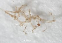 Original blood vessels in 80 million-year-old fossil