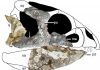 ‘Ornamental’ faced ceratopsian found in China