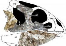 ‘Ornamental’ faced ceratopsian found in China