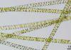 Plants crawled onto land earlier than we give them credit, genetic evidence suggests