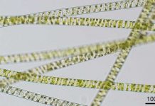 Plants crawled onto land earlier than we give them credit, genetic evidence suggests