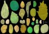 Preserved embryos illustrate seed dormancy in early angiosperms