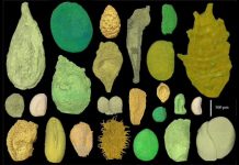 Preserved embryos illustrate seed dormancy in early angiosperms
