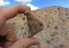 Reptile fossils offer clues about elevation history of Andes Mountains and climate change