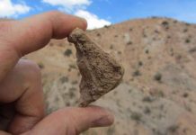 Researchers discover fossils of new species in Arizona