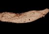 Researchers discover fossil samples of ancient, microscopic worms dating back 530 million years
