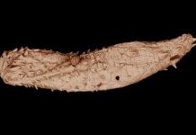 Researchers discover fossil samples of ancient, microscopic worms dating back 530 million years