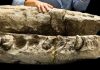 Researchers re-examining 15 million-year-old fossil sperm whale