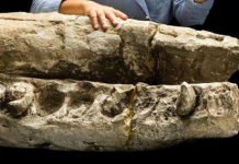 Researchers re-examining 15 million-year-old fossil sperm whale