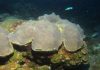 Researchers study sediment record in deep coral reefs