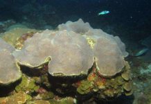 Researchers study sediment record in deep coral reefs