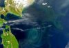 Revealed—the single event that made complex life possible in our oceans