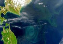 Revealed—the single event that made complex life possible in our oceans