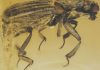 Scientist unravels the mysteries of a beetle that lived nearly 100 million years ago
