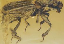 Scientist unravels the mysteries of a beetle that lived nearly 100 million years ago