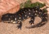 Strolling salamanders provide clues on how animals evolved to move from water to land