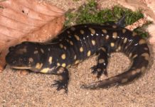 Strolling salamanders provide clues on how animals evolved to move from water to land
