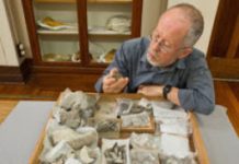 Tiny new North Pacific fossil whale from 30 million years ago