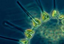 Tiny phytoplankton have big influence on climate change