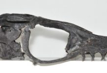 Unique Mosasaur fossil discovered in Japan