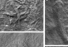 Was early animal evolution co-operative?