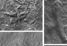 Was early animal evolution co-operative?