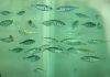 Study shows fish evolved rapidly after 1964 Alaska quake