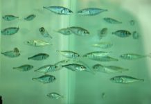 Study shows fish evolved rapidly after 1964 Alaska quake