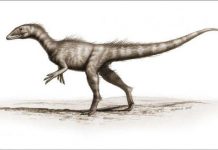 200 million-year-old Jurassic dinosaur uncovered in Wales