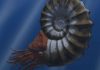 A day in the life of an ammonite