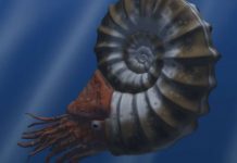 A day in the life of an ammonite