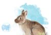 An ancestor of the rabbit connects Europe and Asia