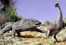 Ancient extinction of giant Australian bird points to humans