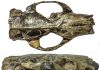 Ancient rodent’s brain was big … but not necessarily ‘smart’