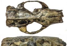 Ancient rodent’s brain was big … but not necessarily ‘smart’
