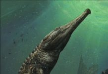 Bone-crushing prehistoric reptile the largest marine crocodile ever discovered