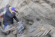 Bones of hunted mammoth show early human presence in Arctic
