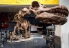 Discovery leads to largest titanosaur in Argentina
