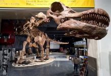 Discovery leads to largest titanosaur in Argentina