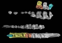 Earliest-known treeshrew fossil found in Yunnan, China