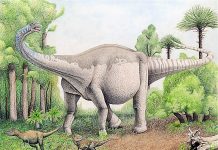 Earth’s largest dinosaurs are discovered in Argentina