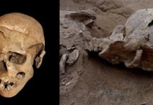Evidence of a prehistoric massacre extends the history of warfare